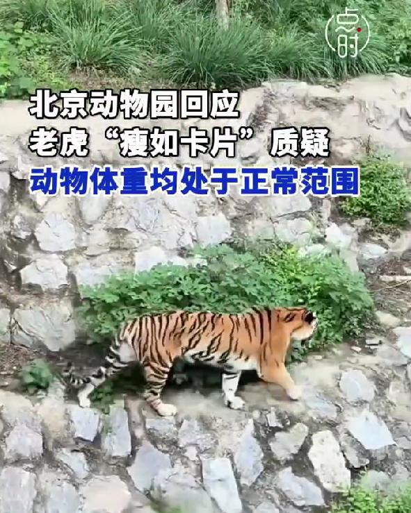 泓利财富 游客称老虎瘦如“卡片”？北京动物园回应